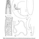Image of Astomonema southwardorum Austen, Warwick & Ryan 1993