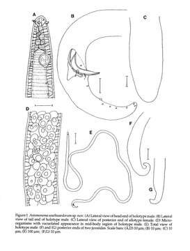 Image of Astomonema Ott, Rieger, Rieger & Enderes 1982