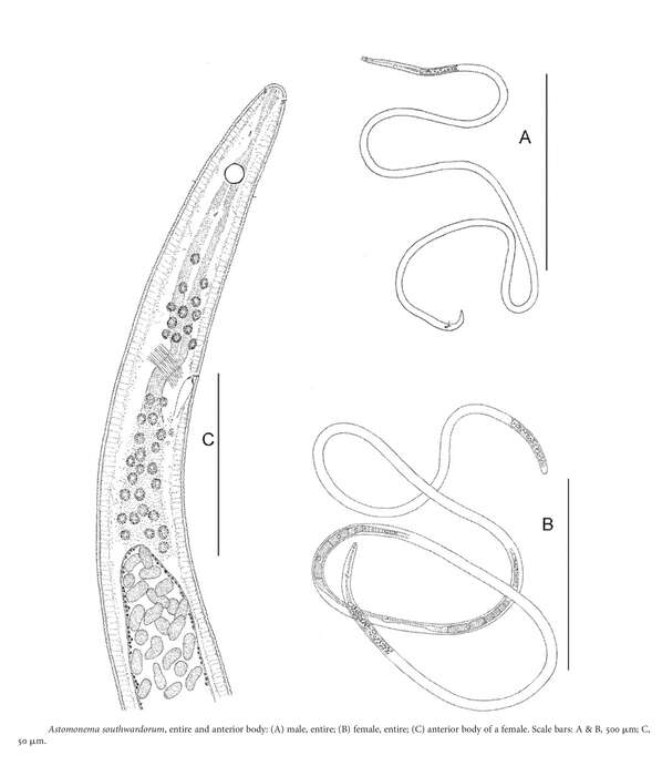 Image of Astomonema southwardorum Austen, Warwick & Ryan 1993