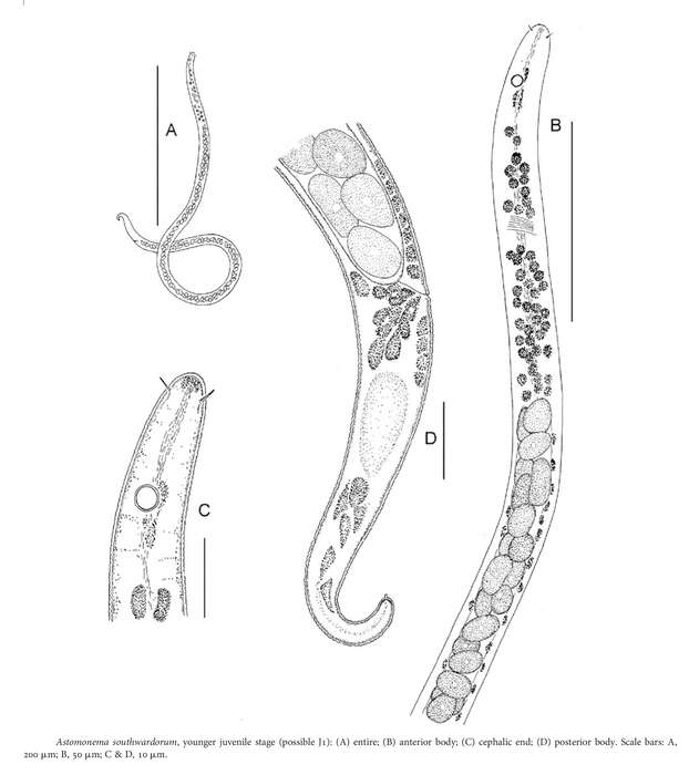 Image of Astomonema southwardorum Austen, Warwick & Ryan 1993