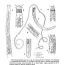 Image of Parastomonema fijiensi Kito 1989