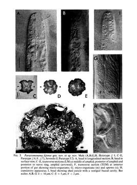 Image of Parastomonema Kito 1989