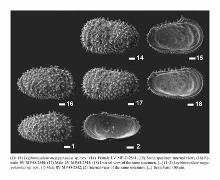 Image of Legitimocythere Coles & Whatley 1989