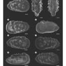 Image of Actinocythereis imbeensis Manica & Coimbra 2016