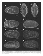 Image of Actinocythereis imbeensis Manica & Coimbra 2016