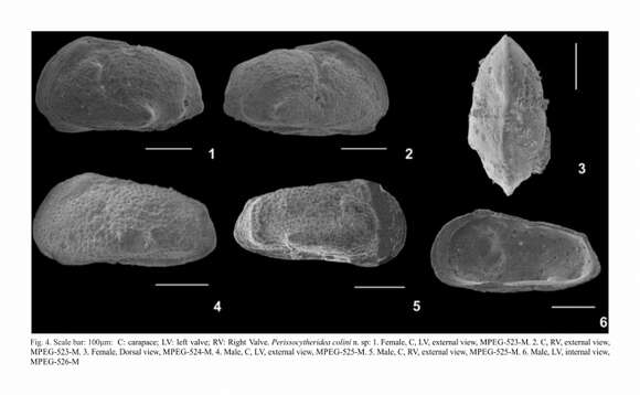 Image of Perissocytheridea colini Nogueira & Ramos 2016