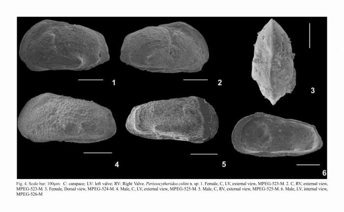 Image of Perissocytheridea colini Nogueira & Ramos 2016