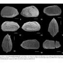 صورة Perissocytheridea largulateralis Nogueira & Ramos 2016