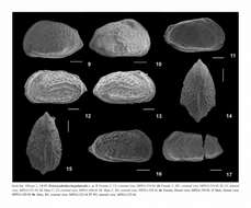 Image of Perissocytheridea largulateralis Nogueira & Ramos 2016