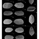 Image of Perissocytheridea pirabensis Nogueira & Ramos 2016