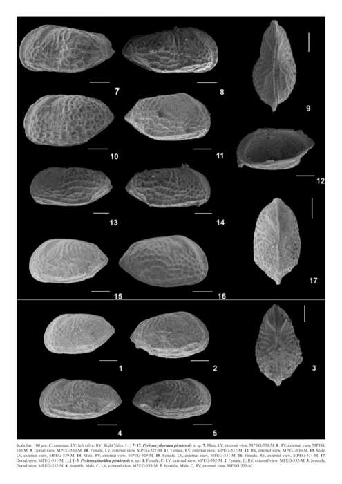 Image of Perissocytheridea pirabensis Nogueira & Ramos 2016