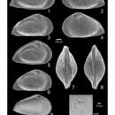 Image of Sapucariella pseudosapucariensis Andreu & Puckett 2016