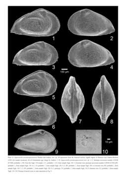 Image de Sapucariella pseudosapucariensis Andreu & Puckett 2016