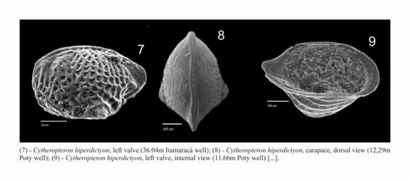 Image of Cytheropteron hyperdictyon Ceolin & Whatley 2015