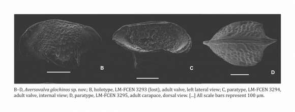 Image of Aversovalva glochinos Ceolin & Whatley 2015