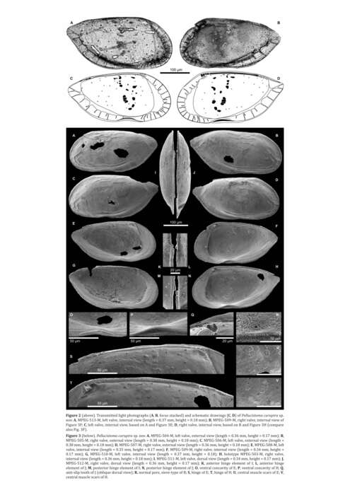 Sivun <i>Pellucistoma curupira</i> Gross, Ramos & Piller 2015 kuva