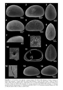 Image of Xestoleberis inesae Luz & Coimbra 2015