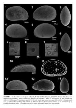 Sivun Xestoleberis virilis Luz & Coimbra 2015 kuva