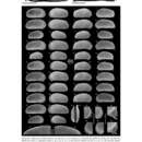 Image of Cyprideis ituiae Gross, Ramos & Piller 2014