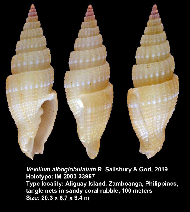 Image of Vexillum alboglobulatum R. Salisbury & Gori 2019