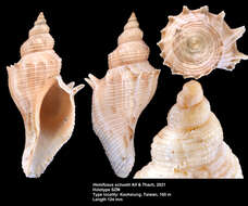 Sivun Hemifusus schuetti Alf & Thach 2021 kuva