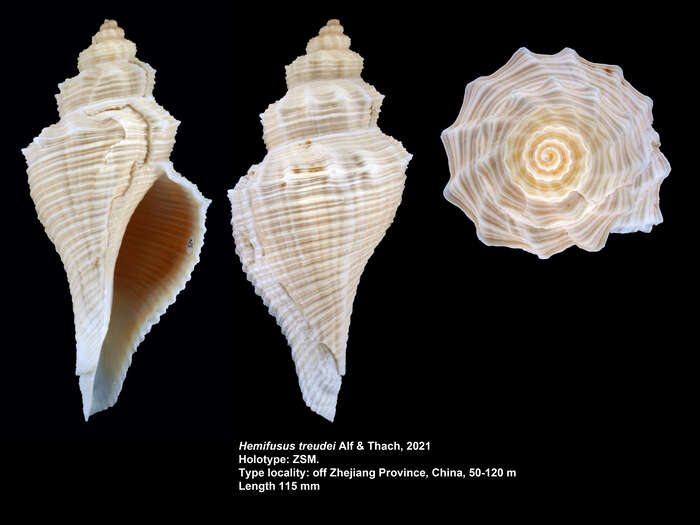 Sivun Hemifusus treudei Alf & Thach 2021 kuva