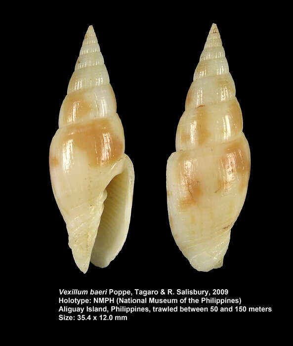 Image of Vexillum baeri Poppe, Tagaro & R. Salisbury 2009