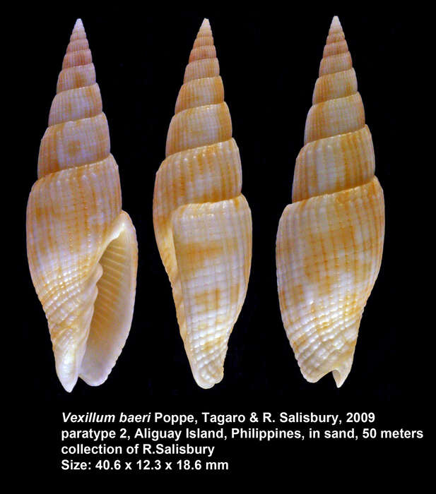 Image of Vexillum baeri Poppe, Tagaro & R. Salisbury 2009