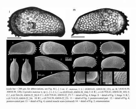 Image of Cyprideis matorae Gross, Ramos & Piller 2014