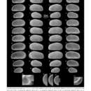 Image of Cyprideis munoztorresi Gross, Ramos & Piller 2014