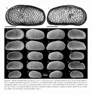 Image of Cytherideidae Sars 1925