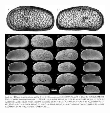 Image of Cyprideis munoztorresi Gross, Ramos & Piller 2014