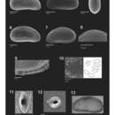 Image of Xestoleberis brasilinsularis Luz & Coimbra 2014