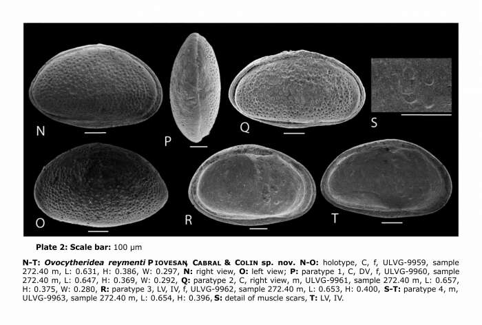 Image of Ovocytheridea reymenti Piovesan, Cabral & Colin 2014