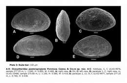 Image of Ovocytheridea posteroprojecta Piovesan, Cabral & Colin 2014