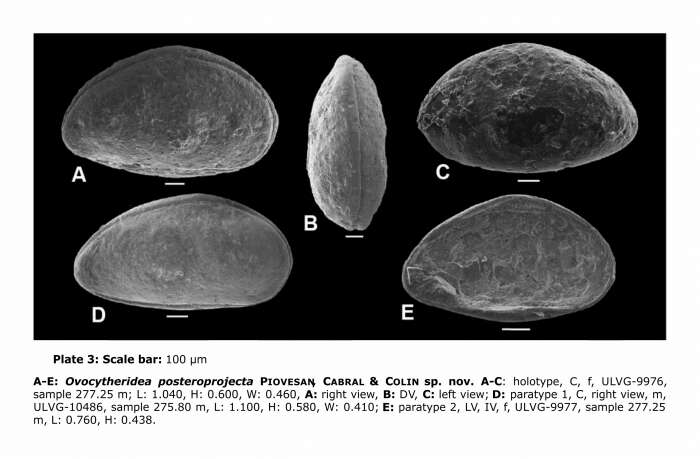 Image of Ovocytheridea posteroprojecta Piovesan, Cabral & Colin 2014