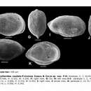 صورة Perissocytheridea caudata Piovesan, Cabral & Colin 2014