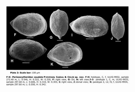 صورة Perissocytheridea caudata Piovesan, Cabral & Colin 2014