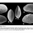 صورة Perissocytheridea mossoroensis Piovesan, Cabral & Colin 2014