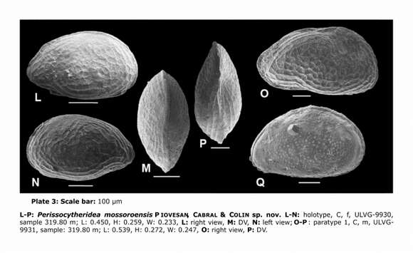 Image of Perissocytheridea mossoroensis Piovesan, Cabral & Colin 2014