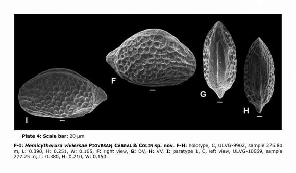 Image of Hemicytherura viviersae Piovesan, Cabral & Colin 2014