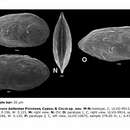 Image of Procytherura ballentae Piovesan, Cabral & Colin 2014
