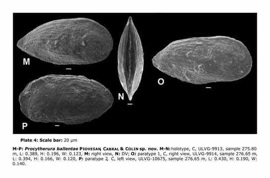 Image of Procytherura ballentae Piovesan, Cabral & Colin 2014