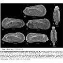 Image of Haughtonileberis dinglei Piovesan, Cabral & Colin 2014