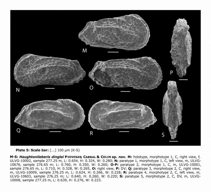 Image of Haughtonileberis dinglei Piovesan, Cabral & Colin 2014