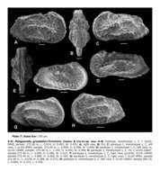 Image of Potiguarella grosdidieri Piovesan, Cabral & Colin 2014