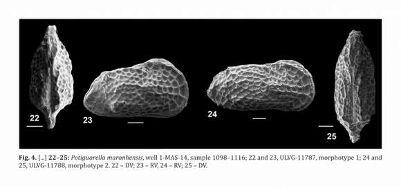 Image de Potiguarella maranhensis Santos Filhos, Fauth & Piovesan 2017