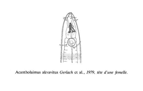 Image of Acantholaimus akvavitus Gerlach, Schrage & Riemann 1979