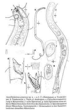 Image of Acantholaimus arminius Gerlach 1979