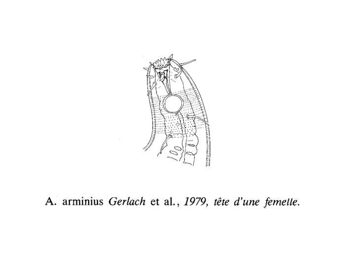 Image de Acantholaimus arminius Gerlach 1979
